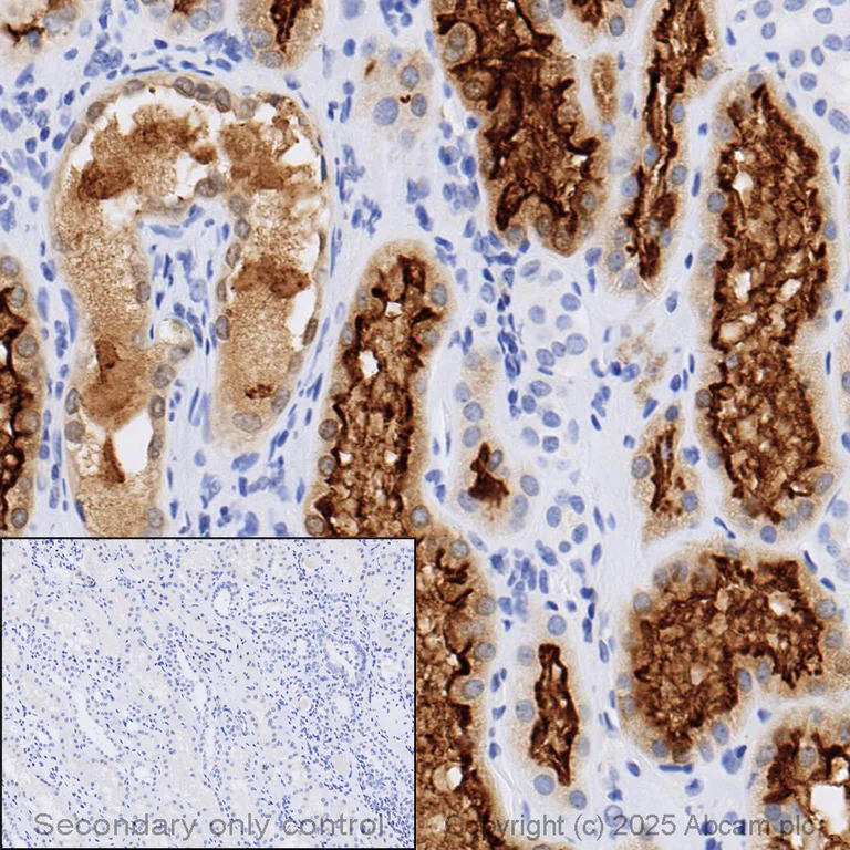 Immunohistochemistry (Formalin/PFA-fixed paraffin-embedded sections) - Anti-ACE2 antibody [EPR4435(2)] - BSA and Azide free (AB239924)