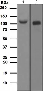 Western blot - Anti-ACE2 antibody [EPR4435(2)] - BSA and Azide free (AB239924)