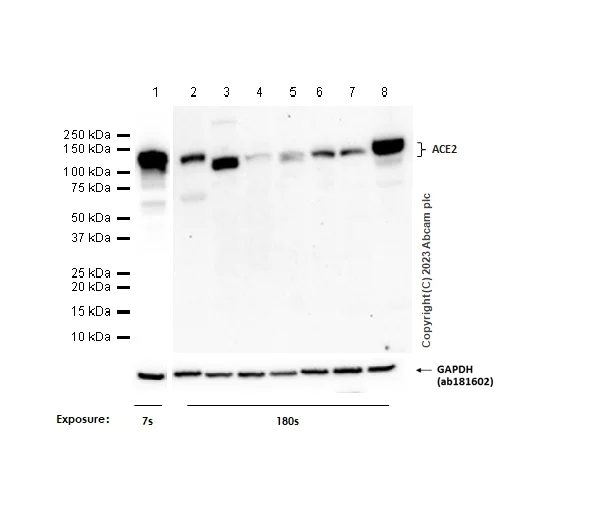 Western blot - Anti-ACE2 antibody [EPR4435(2)] - BSA and Azide free (AB239924)