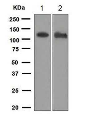 Western blot - Anti-ACE2 antibody [EPR4436] - BSA and Azide free (AB247610)