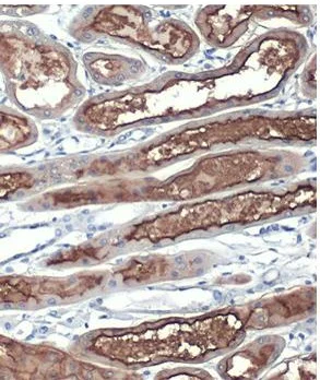 Immunohistochemistry paraffin embedded sections - Anti-ACE2 antibody [HL1092] (AB308378)