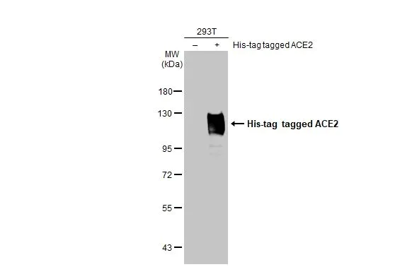 Western blot - Anti-ACE2 antibody [HL1092] (AB308378)
