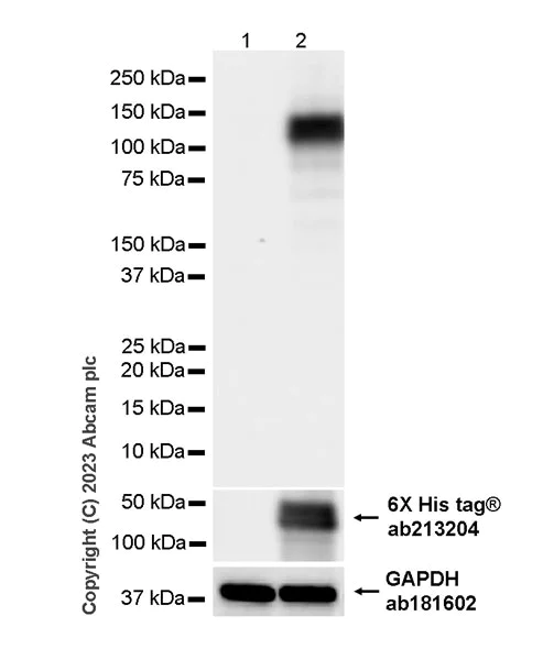 Western blot - Anti-ACE2 antibody [RM1070] (AB314771)