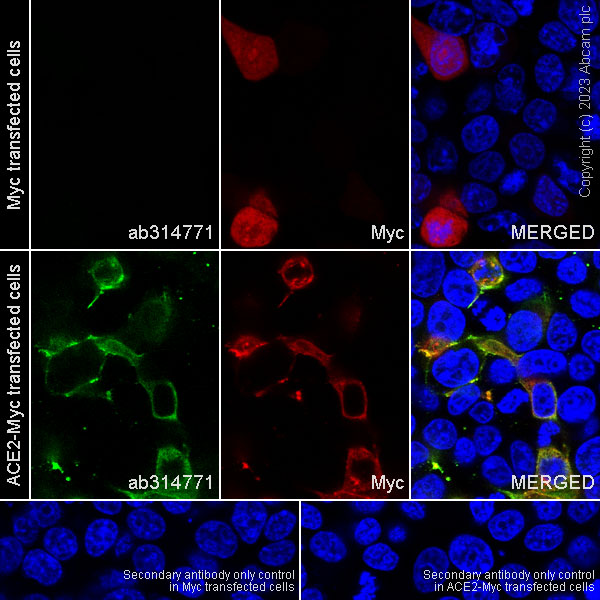 Immunocytochemistry/ Immunofluorescence - Anti-ACE2 antibody [RM1070] - BSA and Azide free (AB314772), expandable thumbnail