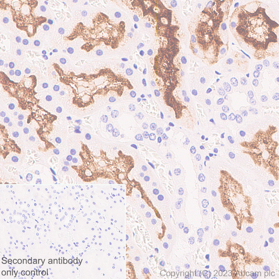 Immunohistochemistry (Formalin/PFA-fixed paraffin-embedded sections) - Anti-ACE2 antibody [RM1070] - BSA and Azide free (ab314772), expandable thumbnail