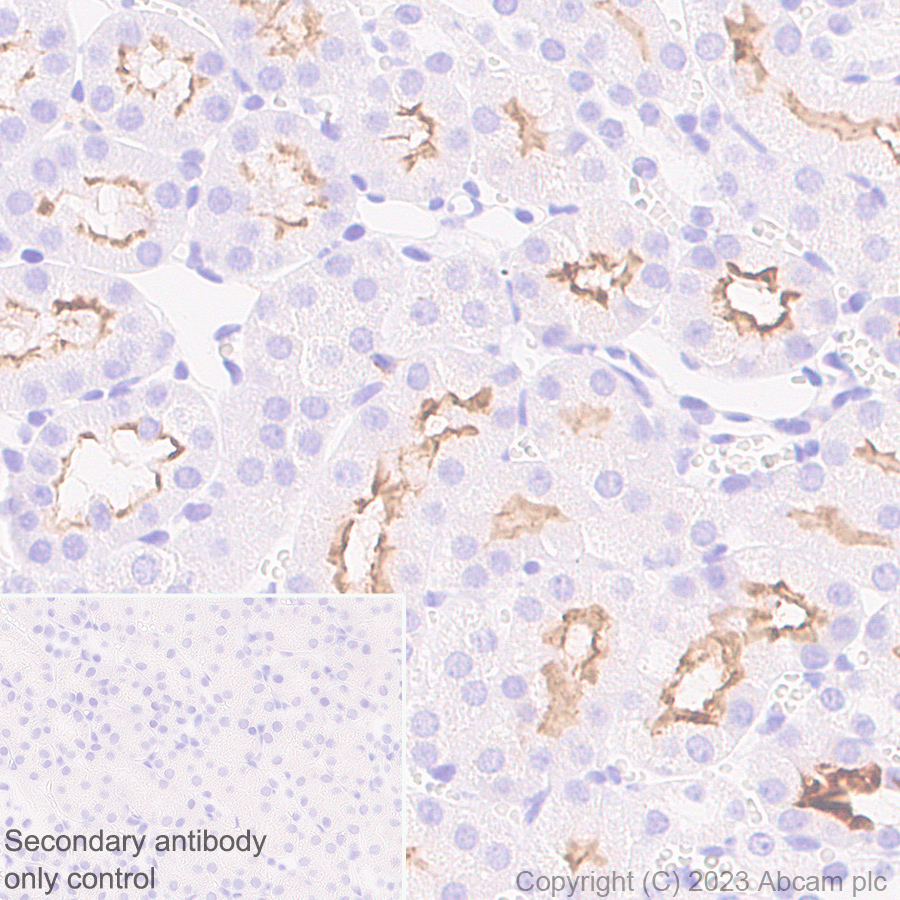 Immunohistochemistry (Formalin/PFA-fixed paraffin-embedded sections) - Anti-ACE2 antibody [RM1070] - BSA and Azide free (ab314772), expandable thumbnail