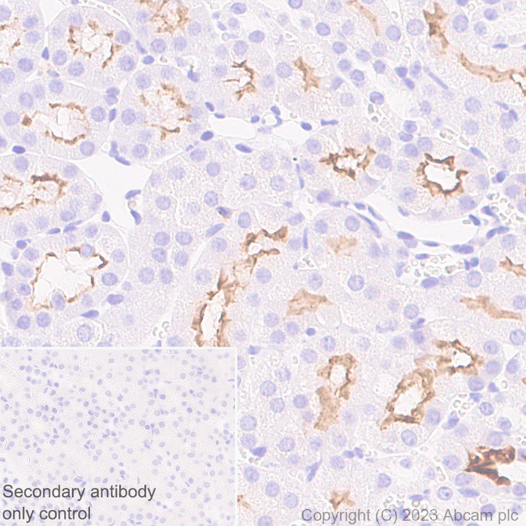 Immunohistochemistry (Formalin/PFA-fixed paraffin-embedded sections) - Anti-ACE2 antibody [RM1070] - BSA and Azide free (AB314772)