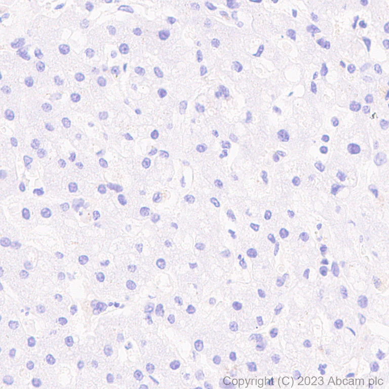 Immunohistochemistry (Formalin/PFA-fixed paraffin-embedded sections) - Anti-ACE2 antibody [RM1070] - BSA and Azide free (AB314772)