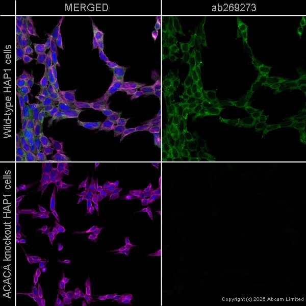 Immunocytochemistry/ Immunofluorescence - Anti-Acetyl Coenzyme A carboxylase alpha antibody [EPR23235-147] (AB269273)