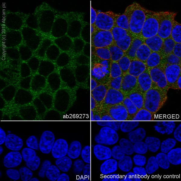 Immunocytochemistry/ Immunofluorescence - Anti-Acetyl Coenzyme A carboxylase alpha antibody [EPR23235-147] (AB269273), expandable thumbnail