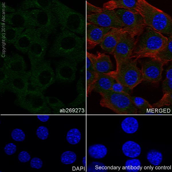 Immunocytochemistry/ Immunofluorescence - Anti-Acetyl Coenzyme A carboxylase alpha antibody [EPR23235-147] (AB269273), expandable thumbnail