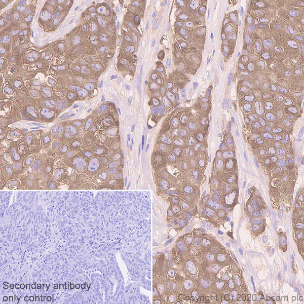 Immunohistochemistry (Formalin/PFA-fixed paraffin-embedded sections) - Anti-Acetyl Coenzyme A carboxylase alpha antibody [EPR23235-147] (AB269273)