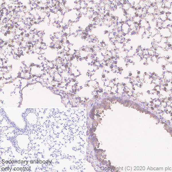 Immunohistochemistry (Formalin/PFA-fixed paraffin-embedded sections) - Anti-Acetyl Coenzyme A carboxylase alpha antibody [EPR23235-147] (ab269273), expandable thumbnail