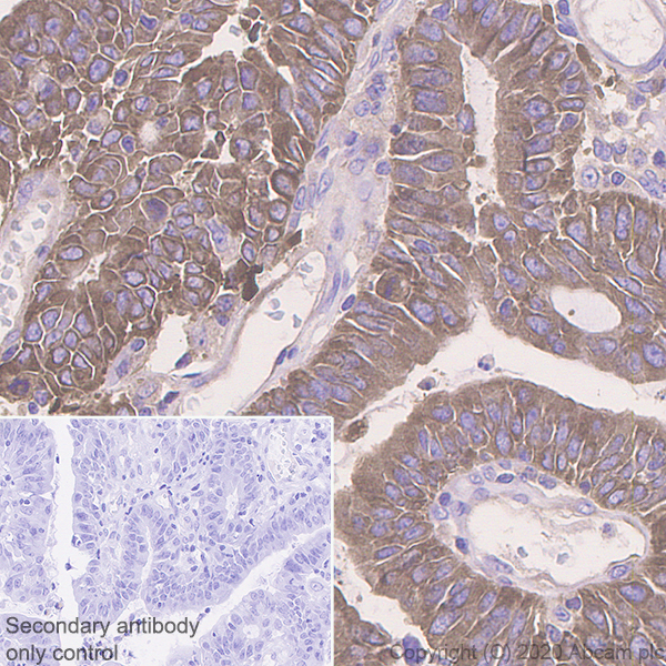Immunohistochemistry (Formalin/PFA-fixed paraffin-embedded sections) - Anti-Acetyl Coenzyme A carboxylase alpha antibody [EPR23235-147] (ab269273), expandable thumbnail