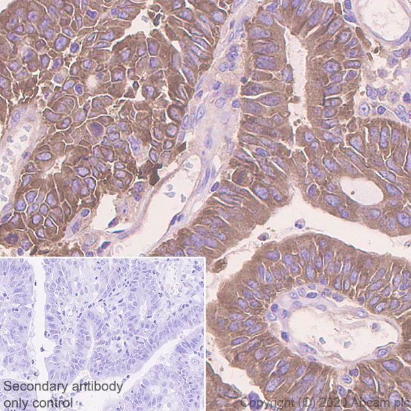 Immunohistochemistry (Formalin/PFA-fixed paraffin-embedded sections) - Anti-Acetyl Coenzyme A carboxylase alpha antibody [EPR23235-147] (AB269273)