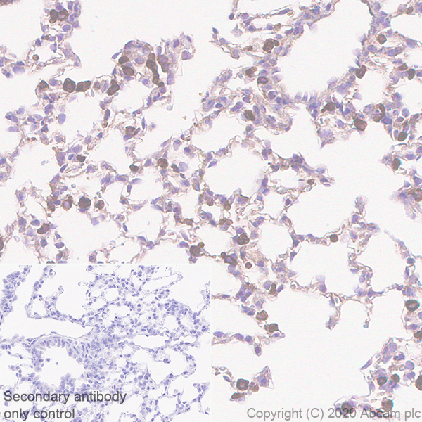 Immunohistochemistry (Formalin/PFA-fixed paraffin-embedded sections) - Anti-Acetyl Coenzyme A carboxylase alpha antibody [EPR23235-147] (ab269273), expandable thumbnail