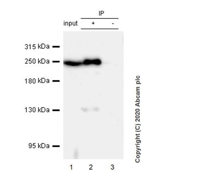 Immunoprecipitation - Anti-Acetyl Coenzyme A carboxylase alpha antibody [EPR23235-147] (AB269273), expandable thumbnail