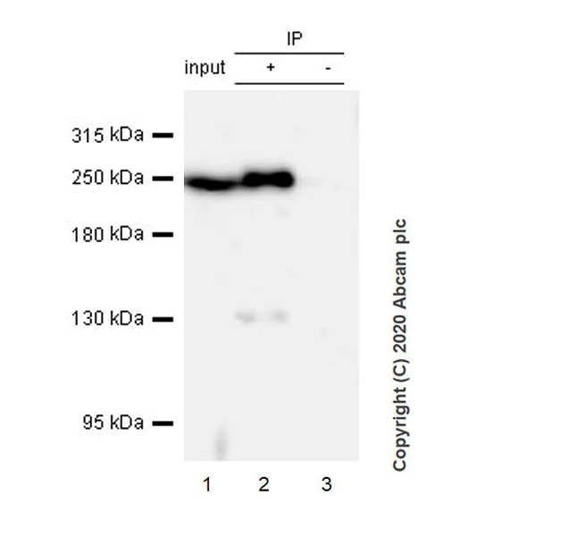 Immunoprecipitation - Anti-Acetyl Coenzyme A carboxylase alpha antibody [EPR23235-147] (AB269273)