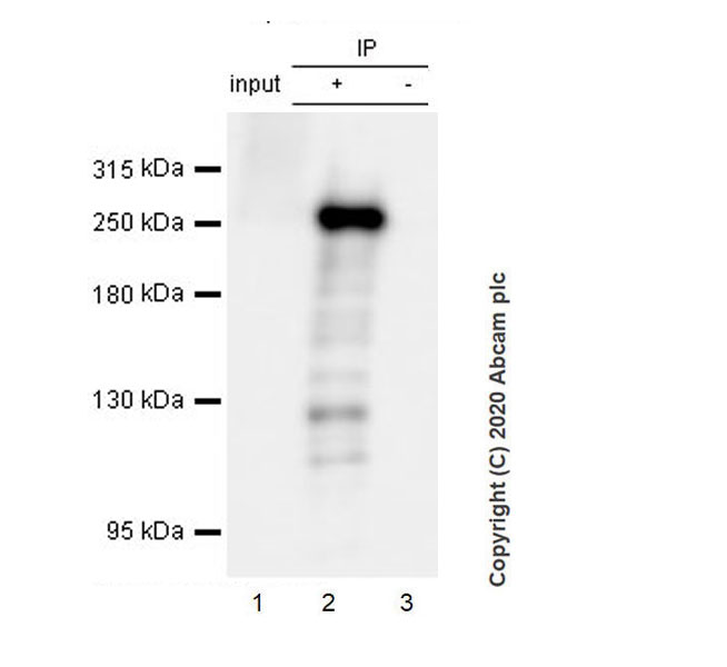 Immunoprecipitation - Anti-Acetyl Coenzyme A carboxylase alpha antibody [EPR23235-147] (AB269273), expandable thumbnail