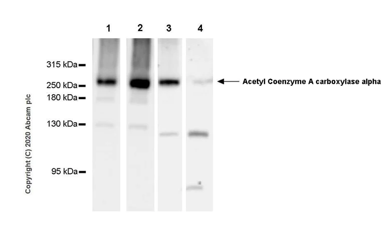 Western blot - Anti-Acetyl Coenzyme A carboxylase alpha antibody [EPR23235-147] (AB269273)
