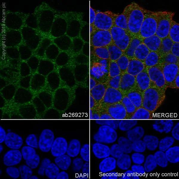 Immunocytochemistry/ Immunofluorescence - Anti-Acetyl Coenzyme A carboxylase alpha antibody [EPR23235-147] - BSA and Azide free (AB272704)