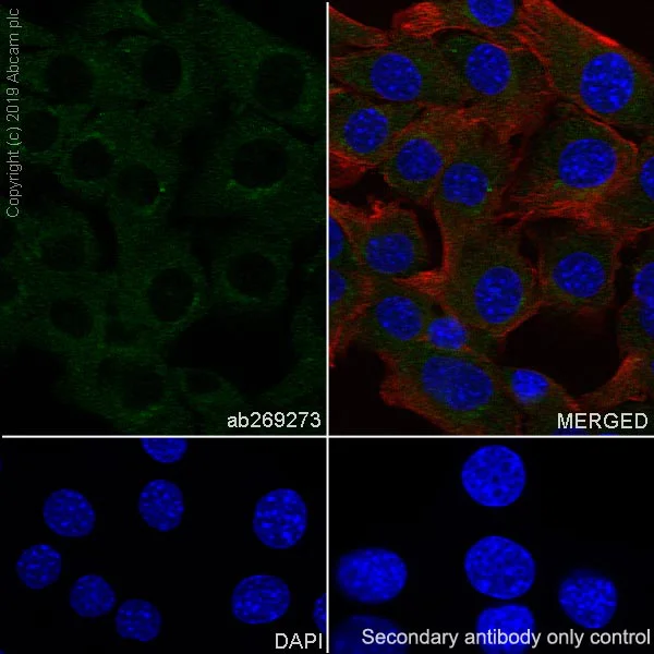 Immunocytochemistry/ Immunofluorescence - Anti-Acetyl Coenzyme A carboxylase alpha antibody [EPR23235-147] - BSA and Azide free (AB272704)