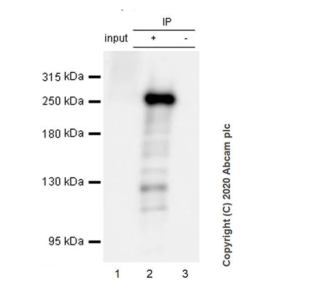 Immunoprecipitation - Anti-Acetyl Coenzyme A carboxylase alpha antibody [EPR23235-147] - BSA and Azide free (AB272704)