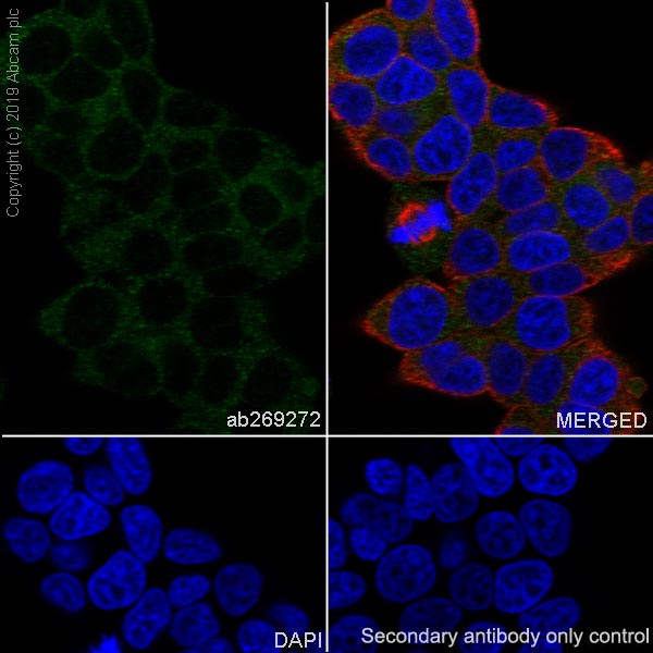 Immunocytochemistry/ Immunofluorescence - Anti-Acetyl Coenzyme A carboxylase alpha antibody [EPR23235-47] (AB269272), expandable thumbnail