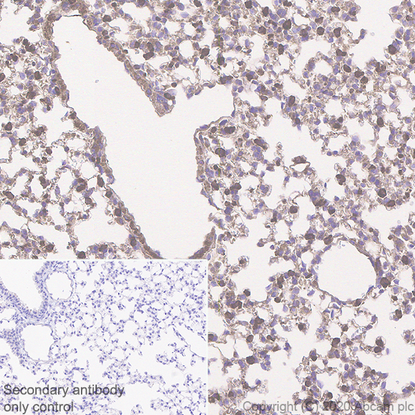 Immunohistochemistry (Formalin/PFA-fixed paraffin-embedded sections) - Anti-Acetyl Coenzyme A carboxylase alpha antibody [EPR23235-47] (ab269272), expandable thumbnail