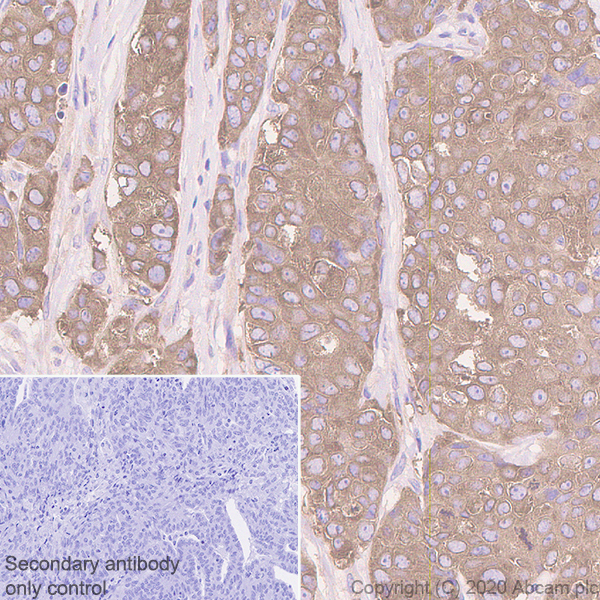 Immunohistochemistry (Formalin/PFA-fixed paraffin-embedded sections) - Anti-Acetyl Coenzyme A carboxylase alpha antibody [EPR23235-47] (ab269272), expandable thumbnail
