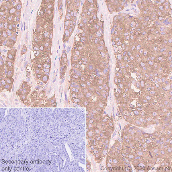 Immunohistochemistry (Formalin/PFA-fixed paraffin-embedded sections) - Anti-Acetyl Coenzyme A carboxylase alpha antibody [EPR23235-47] (AB269272)