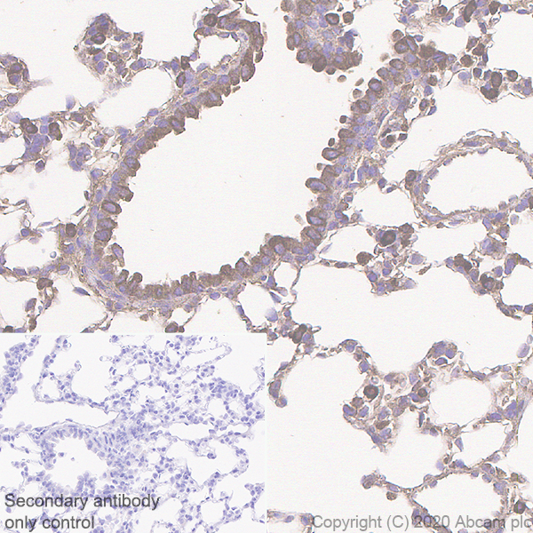 Immunohistochemistry (Formalin/PFA-fixed paraffin-embedded sections) - Anti-Acetyl Coenzyme A carboxylase alpha antibody [EPR23235-47] (ab269272), expandable thumbnail