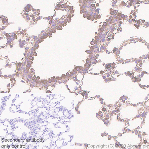 Immunohistochemistry (Formalin/PFA-fixed paraffin-embedded sections) - Anti-Acetyl Coenzyme A carboxylase alpha antibody [EPR23235-47] (AB269272)