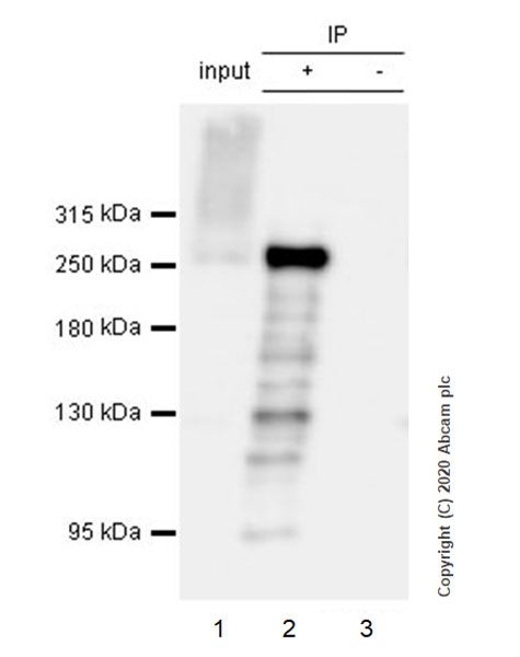 Immunoprecipitation - Anti-Acetyl Coenzyme A carboxylase alpha antibody [EPR23235-47] (AB269272), expandable thumbnail