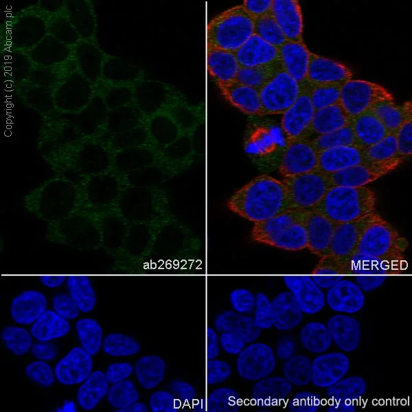 Immunocytochemistry/ Immunofluorescence - Anti-Acetyl Coenzyme A carboxylase alpha antibody [EPR23235-47] - BSA and Azide free (AB272703)