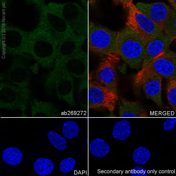 Immunocytochemistry/ Immunofluorescence - Anti-Acetyl Coenzyme A carboxylase alpha antibody [EPR23235-47] - BSA and Azide free (AB272703)