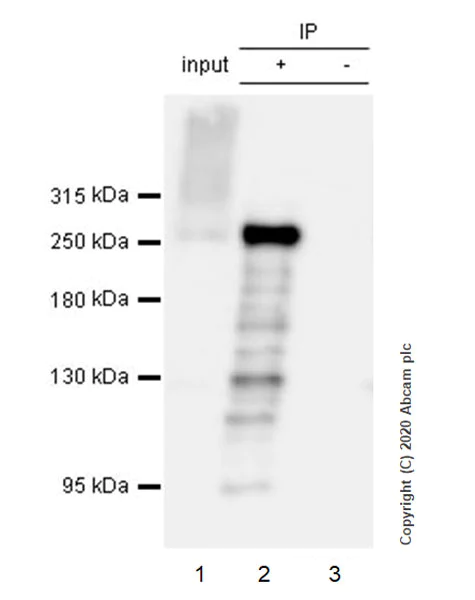 Immunoprecipitation - Anti-Acetyl Coenzyme A carboxylase alpha antibody [EPR23235-47] - BSA and Azide free (AB272703)