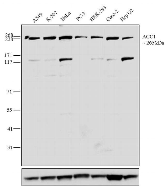 Western blot - Anti-Acetyl Coenzyme A Carboxylase antibody [143] - C-terminal (AB205883)