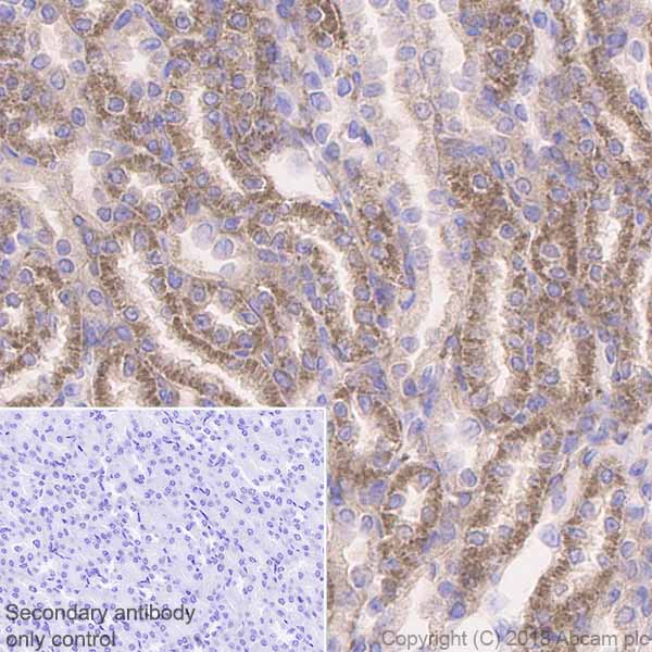 Immunohistochemistry (Formalin/PFA-fixed paraffin-embedded sections) - Anti-Acetyl Coenzyme A Carboxylase antibody [EP687Y] (ab45174), expandable thumbnail