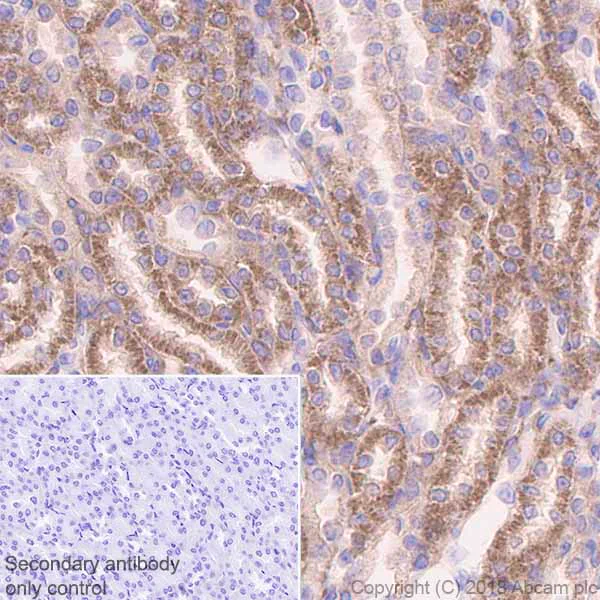 Immunohistochemistry (Formalin/PFA-fixed paraffin-embedded sections) - Anti-Acetyl Coenzyme A Carboxylase antibody [EP687Y] (AB45174)