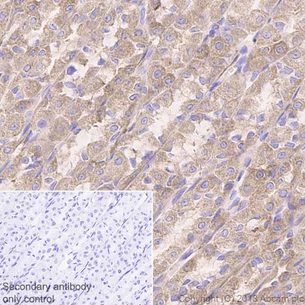 Immunohistochemistry (Formalin/PFA-fixed paraffin-embedded sections) - Anti-Acetyl Coenzyme A Carboxylase antibody [EP687Y] (AB45174), expandable thumbnail