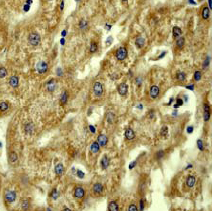 Immunohistochemistry (Formalin/PFA-fixed paraffin-embedded sections) - Anti-Acetyl Coenzyme A Carboxylase antibody [EP687Y] (ab45174), expandable thumbnail