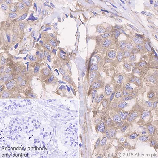 Immunohistochemistry (Formalin/PFA-fixed paraffin-embedded sections) - Anti-Acetyl Coenzyme A Carboxylase antibody [EP687Y] (AB45174), expandable thumbnail