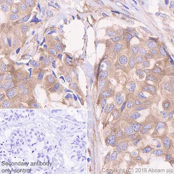 Immunohistochemistry (Formalin/PFA-fixed paraffin-embedded sections) - Anti-Acetyl Coenzyme A Carboxylase antibody [EP687Y] (AB45174)