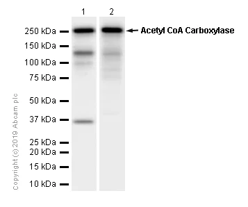 Western blot - Anti-Acetyl Coenzyme A Carboxylase antibody [EP687Y] (AB45174)