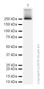 Western blot - Anti-Acetyl Coenzyme A Carboxylase antibody [EP687Y] (AB45174), expandable thumbnail