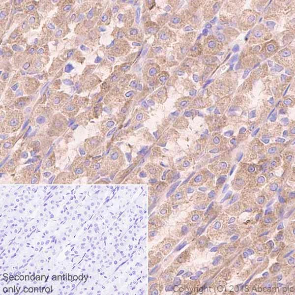 Immunohistochemistry (Formalin/PFA-fixed paraffin-embedded sections) - Anti-Acetyl Coenzyme A Carboxylase antibody [EP687Y] - BSA and Azide free (AB173584)