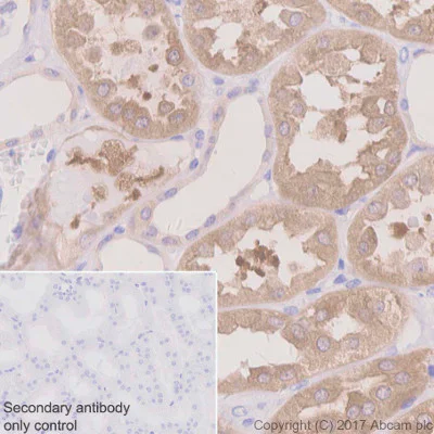 Immunohistochemistry (Formalin/PFA-fixed paraffin-embedded sections) - Anti-Acetyl Coenzyme A Carboxylase antibody [EPR4971] (AB109368)