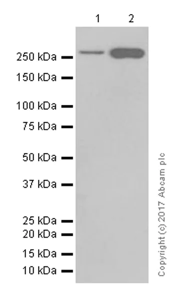 Western blot - Anti-Acetyl Coenzyme A Carboxylase antibody [EPR4971] - BSA and Azide free (AB231681)