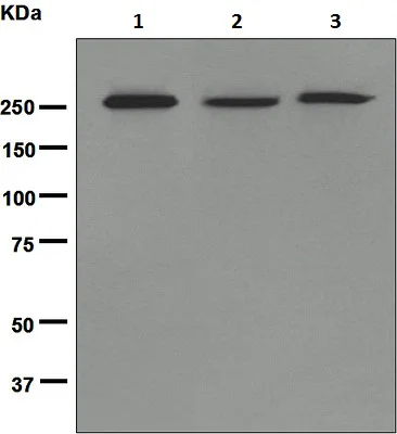 Western blot - Anti-Acetyl Coenzyme A Carboxylase antibody [EPR4971] - BSA and Azide free (AB231681)